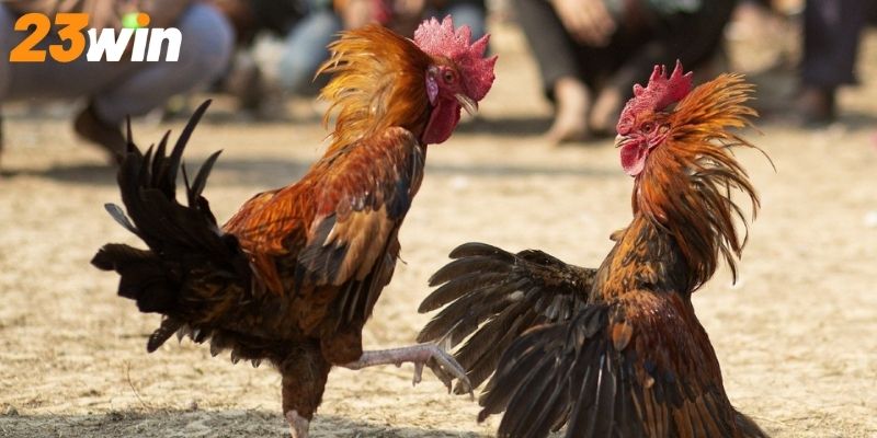 Khái quát những thông tin quan trọng về đá gà cựa dao