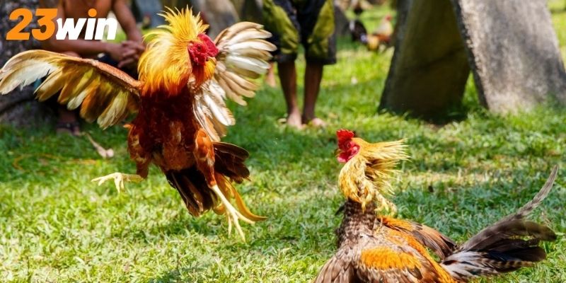 Khám phá chi tiết những thông tin về đá gà cựa sắt