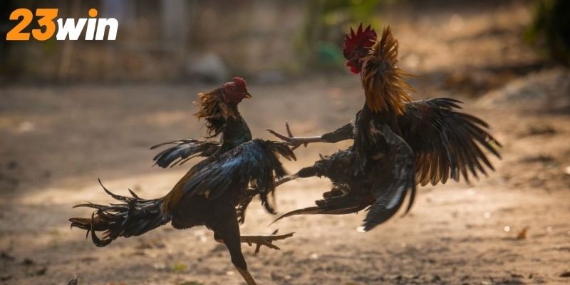 Một số lợi ích tuyệt vời khi trải nghiệm cược gà trực tuyến