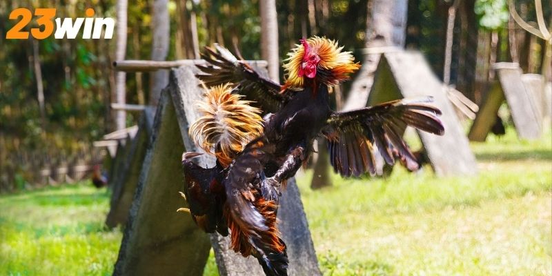 Một vài thủ thuật cược gà hiệu quả từ các chuyên gia