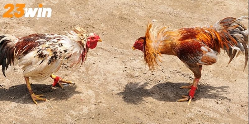 Những bí kíp cược đá gà giúp bạn thắng cực dễ dàng