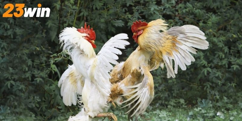 Tổng quan các thông tin hữu ích về xem đá gà trực tuyến