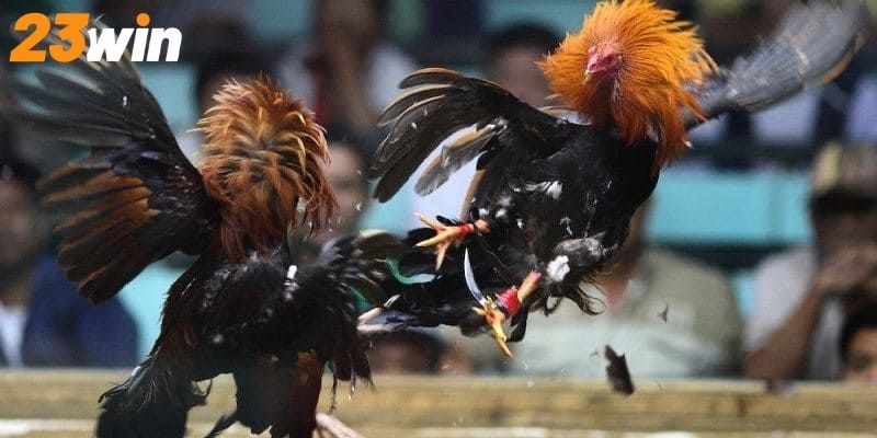 TOP các hình thức cược đá gà cựa hay dành cho newbie